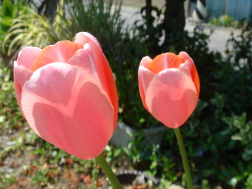 �^�N����́u��͉��|�v