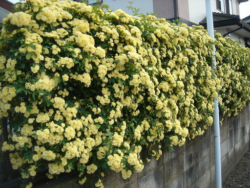 �^�N����́u��͉��|�v