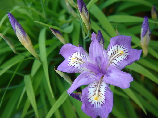 �^�N����́u��͉��|�v