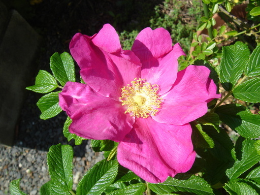 �^�N����́u��͉��|�v