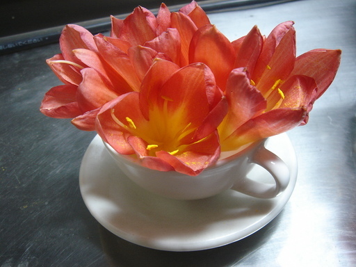 �^�N����́u��͉��|�v