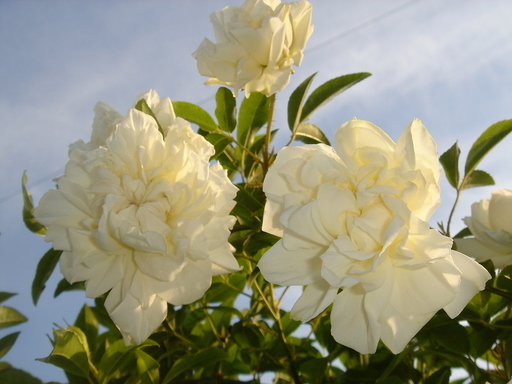 �^�N����́u��͉��|�v