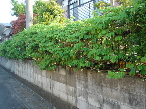 �^�N����́u��͉��|�v