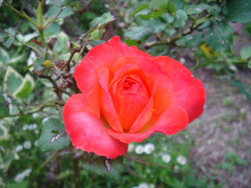 �^�N����́u��͉��|�v