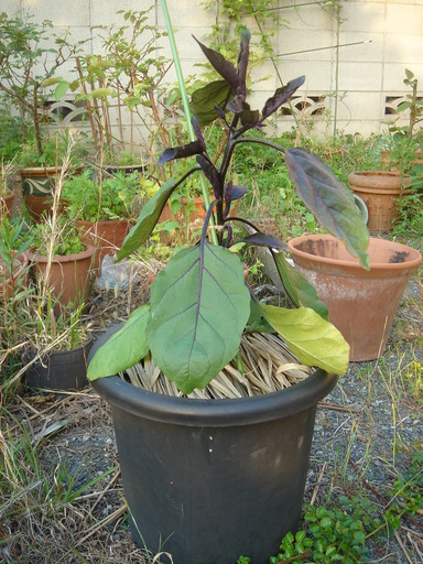 �^�N����́u��͉��|�v