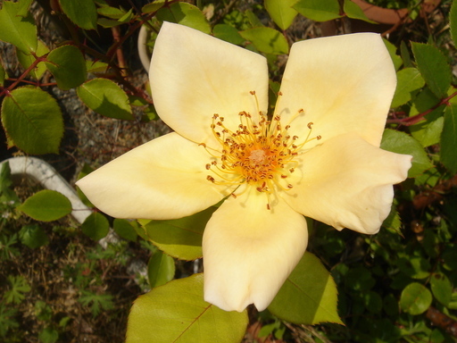 �^�N����́u��͉��|�v