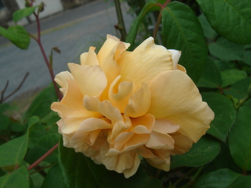 �^�N����́u��͉��|�v