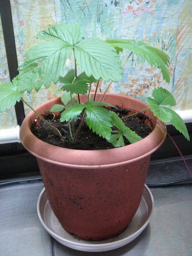 �^�N����́u��͉��|�v