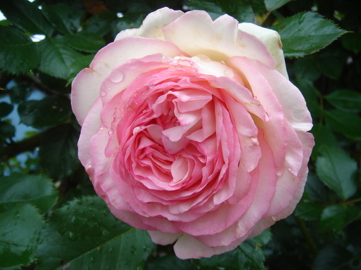 �^�N����́u��͉��|�v