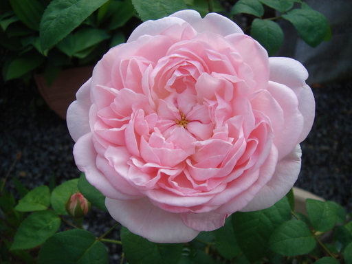 �^�N����́u��͉��|�v