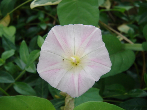 �^�N����́u��͉��|�v