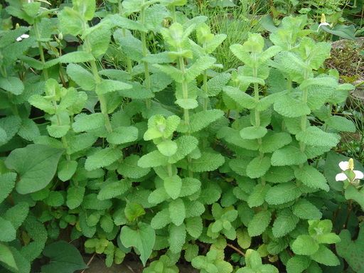 �^�N����́u��͉��|�v