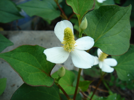 �^�N����́u��͉��|�v