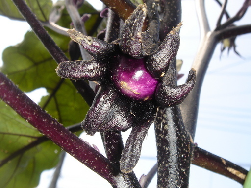 �^�N����́u��͉��|�v