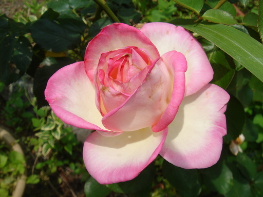 �^�N����́u��͉��|�v