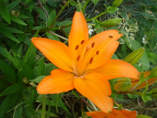 �^�N����́u��͉��|�v