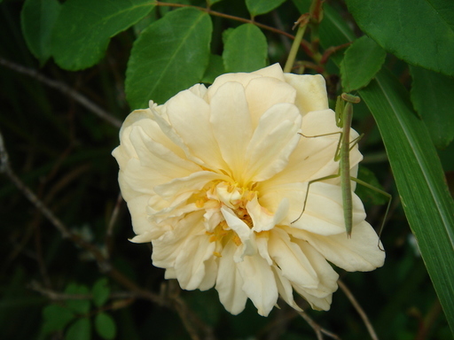 �^�N����́u��͉��|�v