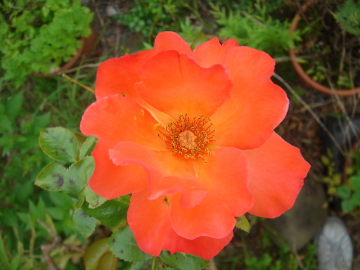 �^�N����́u��͉��|�v