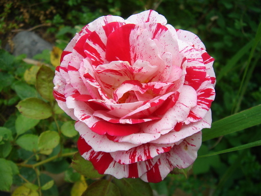 �^�N����́u��͉��|�v