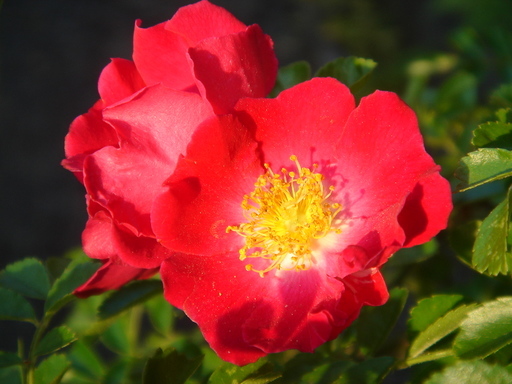 �^�N����́u��͉��|�v