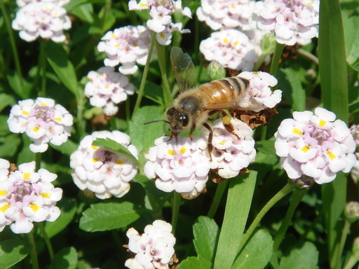 �^�N����́u��͉��|�v