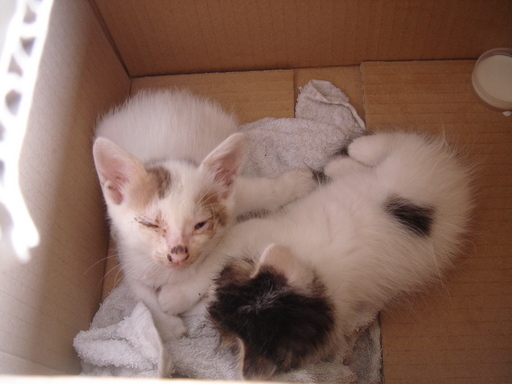 �^�N����́u��͉��|�v