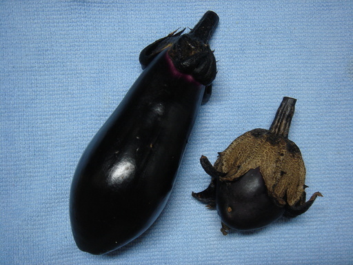 �^�N����́u��͉��|�v