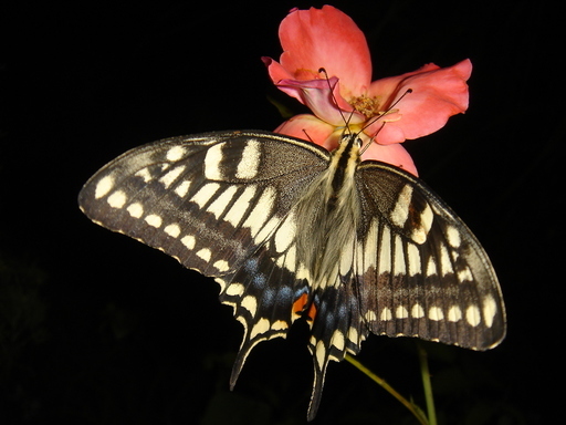 �^�N����́u��͉��|�v