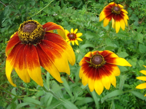 �^�N����́u��͉��|�v