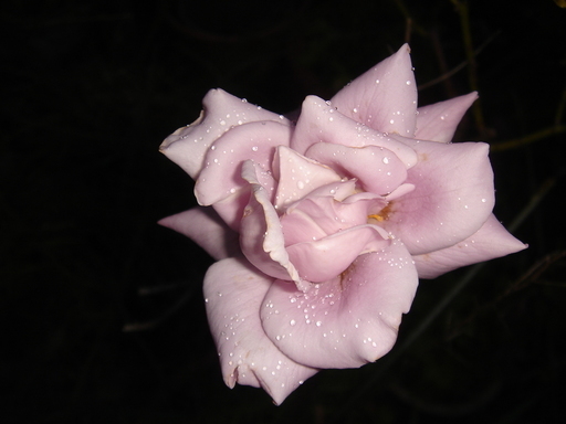 �^�N����́u��͉��|�v