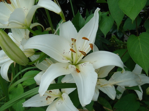 �^�N����́u��͉��|�v