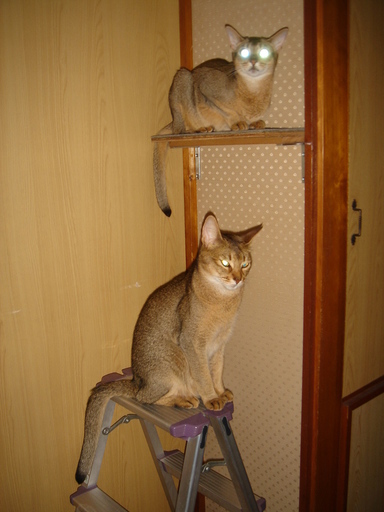 �^�N����́u��͉��|�v