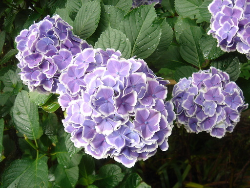 �^�N����́u��͉��|�v