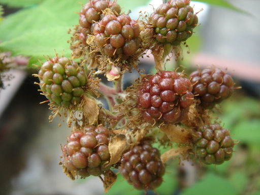 �^�N����́u��͉��|�v