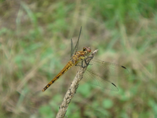 �^�N����́u��͉��|�v