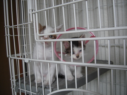 �^�N����́u��͉��|�v