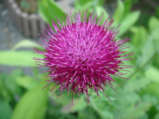 �^�N����́u��͉��|�v