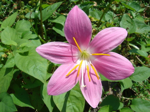 �^�N����́u��͉��|�v