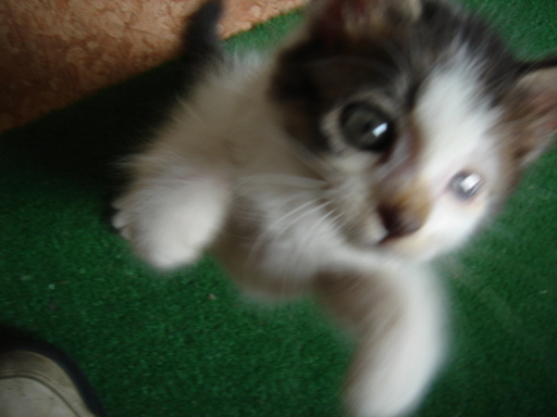 �^�N����́u��͉��|�v