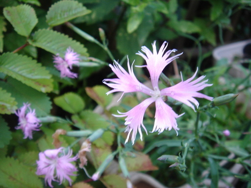 �^�N����́u��͉��|�v