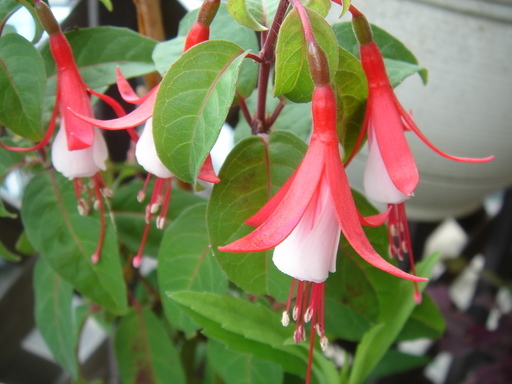 �^�N����́u��͉��|�v