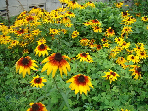 �^�N����́u��͉��|�v