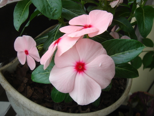 �^�N����́u��͉��|�v