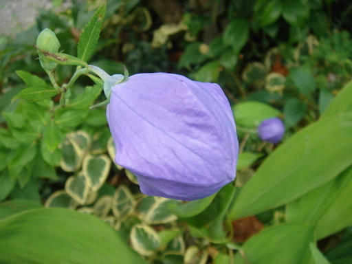 �^�N����́u��͉��|�v