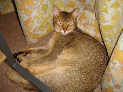 �^�N����́u��͉��|�v