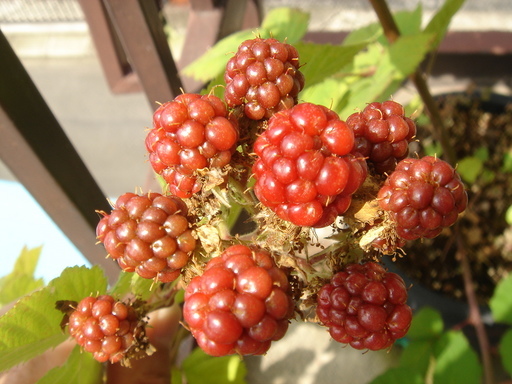 �^�N����́u��͉��|�v