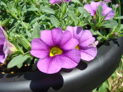 �^�N����́u��͉��|�v