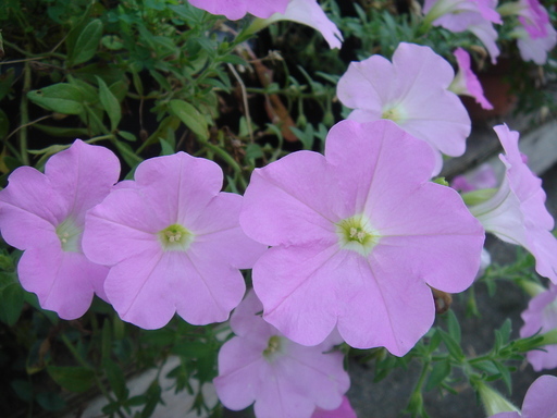 �^�N����́u��͉��|�v