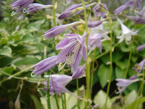 �^�N����́u��͉��|�v