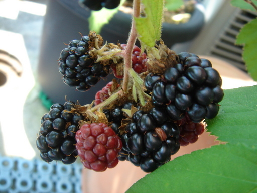 �^�N����́u��͉��|�v